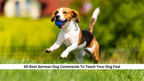40 Best German Dog Commands To Teach Your Dog Fast
