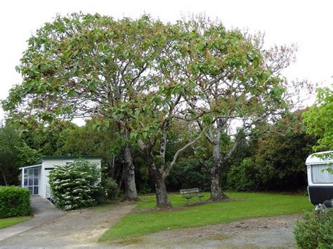 CARTERTON HOLIDAY PARK - Campground Reviews & Photos - Tripadvisor