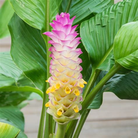 Ginger Bicolor Wonder – Easy To Grow Bulbs