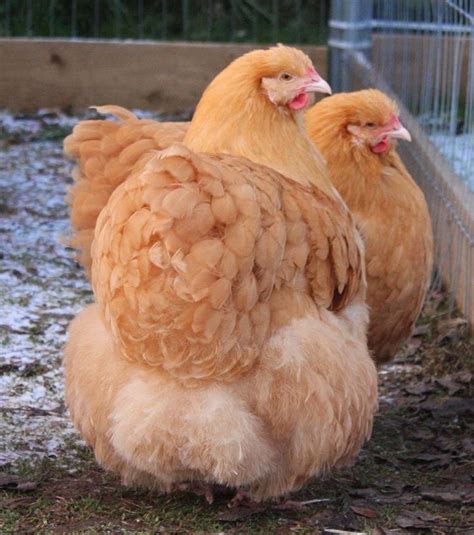 https://2.bp.blogspot.com/-VBbOLf84224/U7N87H1iiuI/AAAAAAAAAUo/DFkQVTQtYwA/s1600/Beautiful%2BBuff%2BOrpington%2BHens%2Bfrom%2BNewland%2BPoultry.jpg