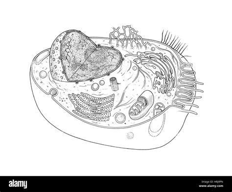 Animal Cell Diagram Stock Photo - Alamy