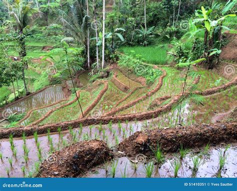 Java Rice Drawing 的图像结果