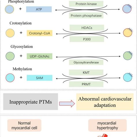 Image result for Acetylation Post-Translational Modification Mechanism