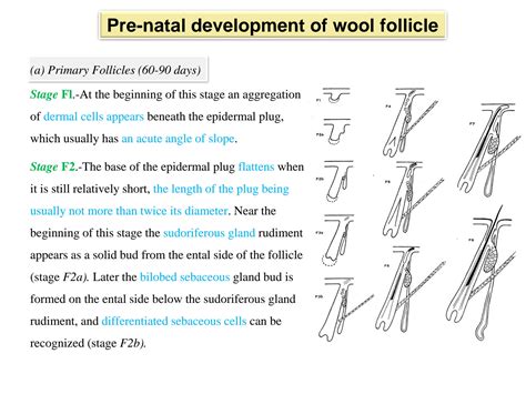 SOLUTION: 2 wool follicle development - Studypool