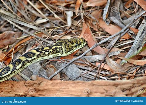 Image result for Australian Python Snake