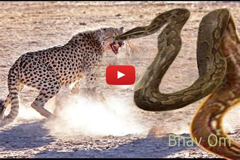 Image result for Anaconda Python Fight