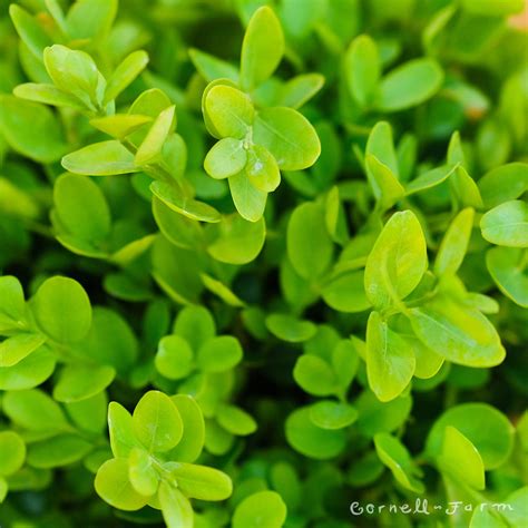 Dwarf English Boxwood