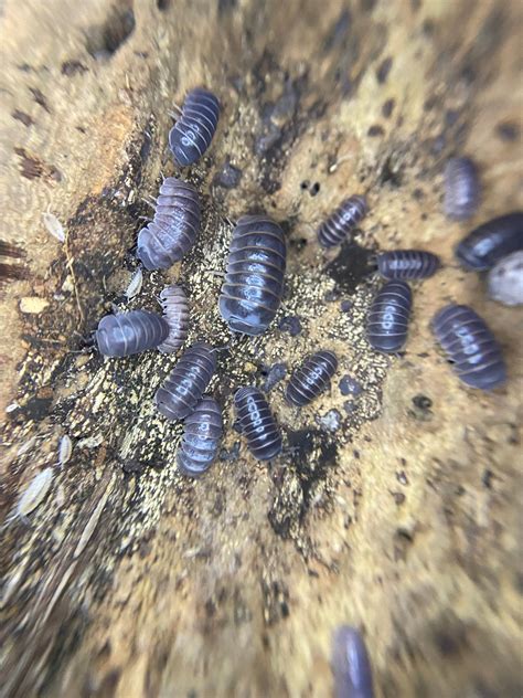 Spain Giants – The World of Isopods