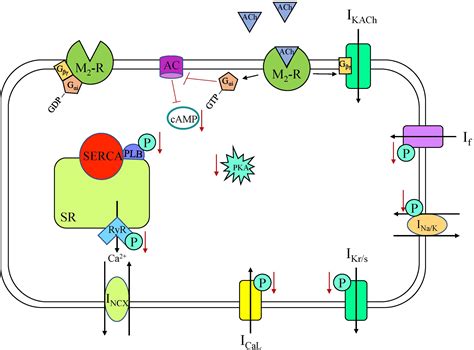 Understanding the Role of Inotropic and Chronotropic Agents in Heart ...