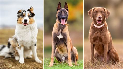 Guard Dog Breeds Top 10 Guard Dogs