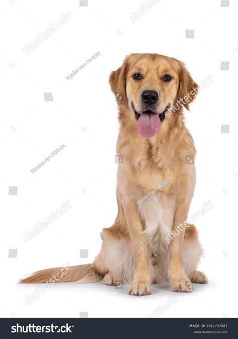 Do Dogs Need A One Year Check Up