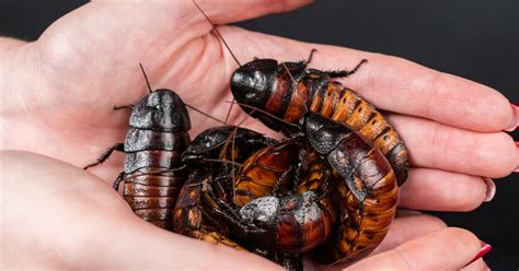 Image result for Cockroach Structure and Function