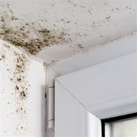 Dangerous Mold On Walls