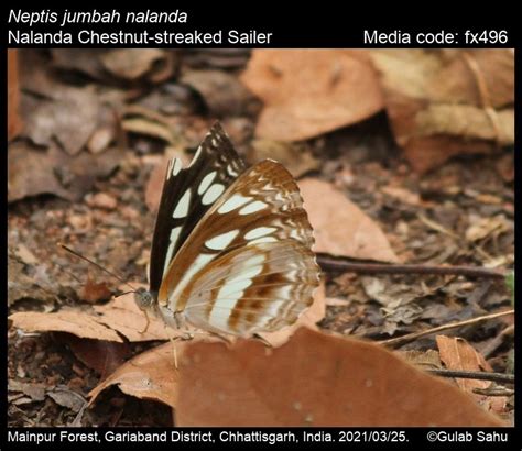 Neptis jumbah Moore, [1858] - Chestnut-streaked Sailer | Butterfly