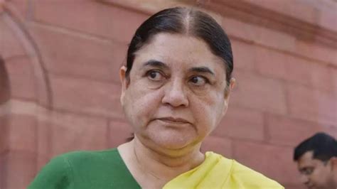 ISKCON sells cows to butchers, temple administration's response Maneka ...