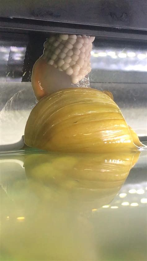 Mystery snail care breed profile tank setup tank mates and more – Artofit