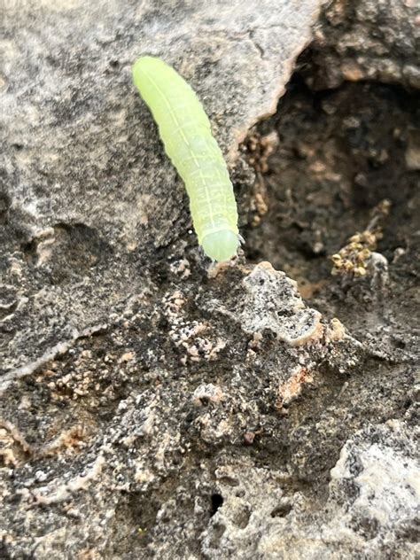 found this lil dude (or dudette) in ATX. any ID? : r/caterpillars