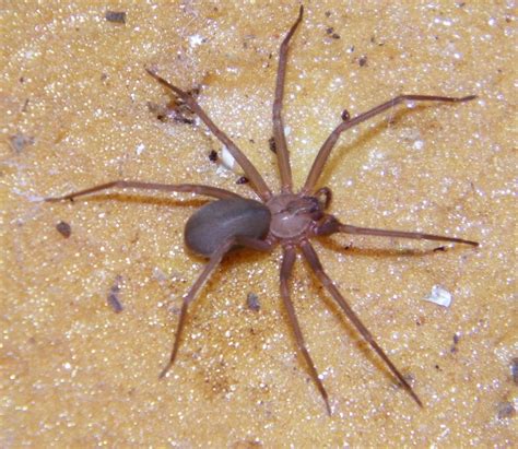 3 Venomous Spiders in North Carolina (Pictures and Identification)