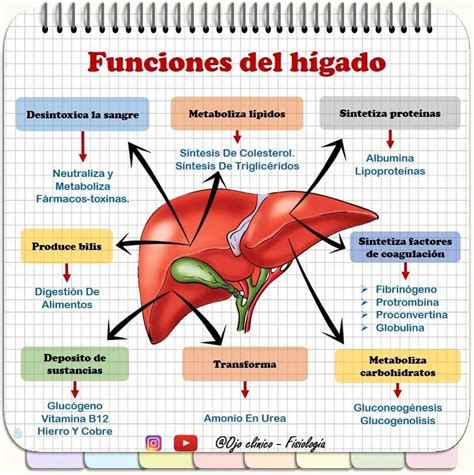 Liver Meaning In Spanish at Kristie Arnold blog