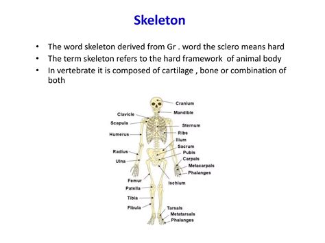 Comparative account of axial and appendicular skeleton of amniots | PPTX