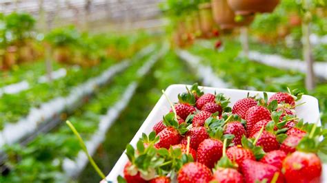 Strawberry Companion Plants: The Best Options for Your Garden | Agrio