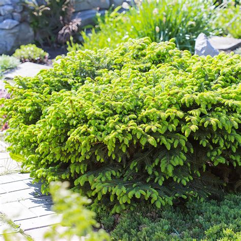 Green Shrubs