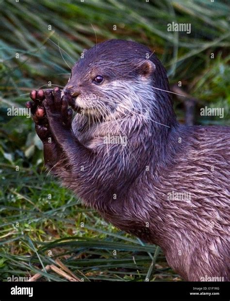 Asian Smallclawed Otter