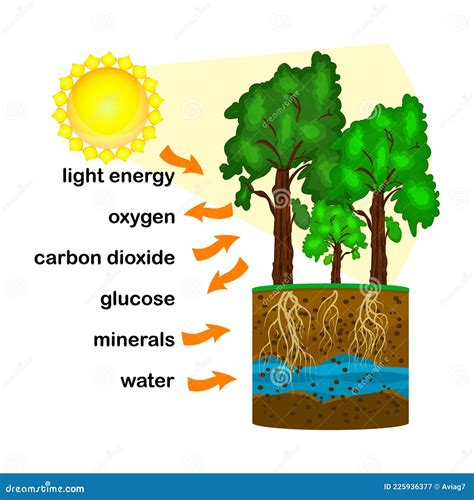 Photosynthesis Diagram. Schematic Vector Illustration Of The Photosynthetic Process ...