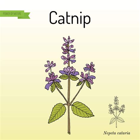 Catnip for cats - All about the plant and its effects | Cat’s Best
