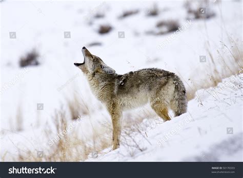 Call Coyote Mating Season Coyotes Yellowstone 스톡 사진 50170333 | Shutterstock