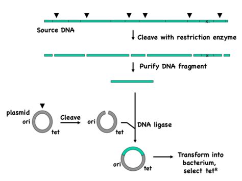 Image result for Genetic Engineering Lecture