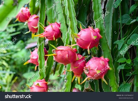 Pitaya Fruit Tree