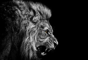 bJw1bJny black white lion black background wallpaper Poster Paper Print ...
