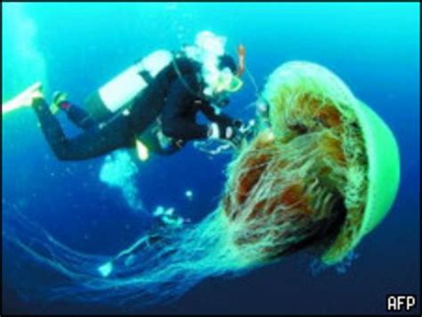 日本望与中国共同调查巨型水母成因 - BBC News 中文