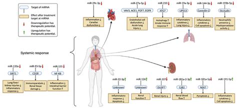 Pre-Clinical Studies of MicroRNA-Based Therapies for Sepsis: A Scoping ...