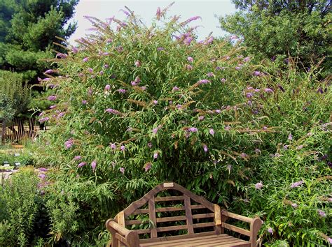 When To Trim Butterfly Bush