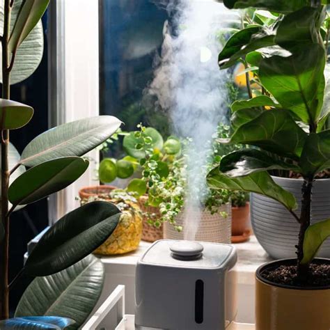 Humidifier For Indoor Plants - Everything Humidifiers