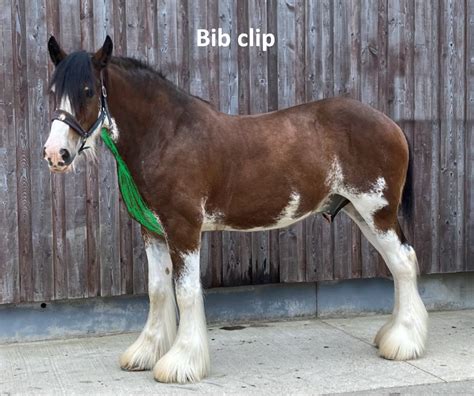 Types of Horse Clips: A Comprehensive Guide | Strathorn Farm Stables