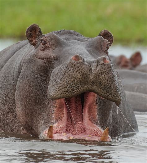 Do Hippos have predators? Let's Know - (ONLY ZOOLOGY)