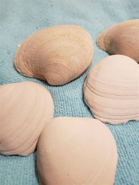 Crafting with Shells 的图像结果