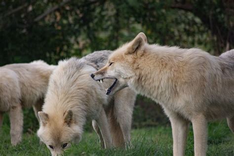 Arctic Wolves 的图像结果