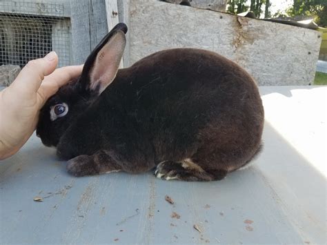 Standard Rex Rabbits For Sale | Philippi, WV #249464