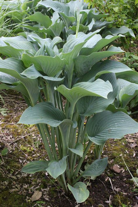 Hosta 'Krossa Regal' – Ballyrobert Gardens