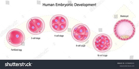 Image result for Embryogenesis Process