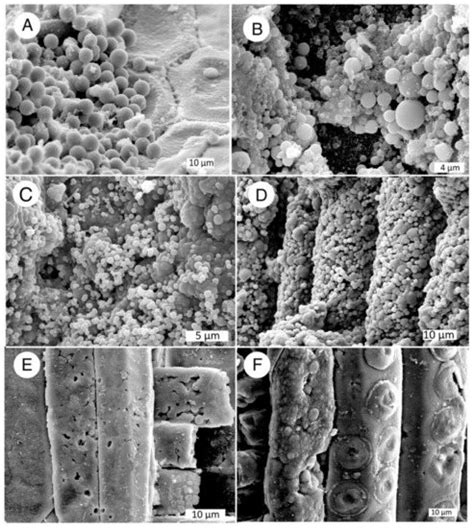 Silicification of Wood: An Overview