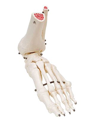 Foot & Ankle Model - Anatomical Model