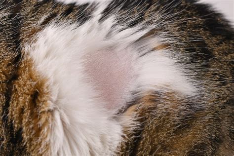 Cat Losing Hair Under Armpit at Edward Hardy blog