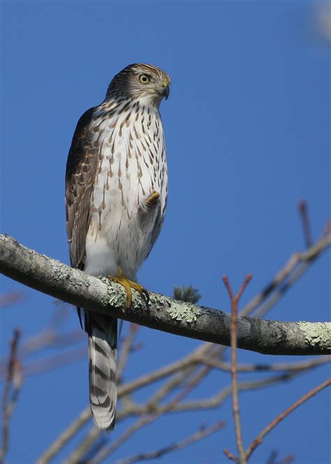 COOPER’S HAWK – Falmouth Birds