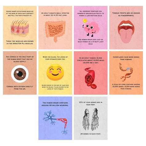 Eggcellent Educator Biology Fun Facts Classroom Posters – Fun ...