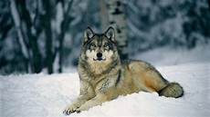 Snow Wolf Wallpaper by Free Hd Wolf Wallpapers Wallpaper Cave Snow Wolf Wallpaper